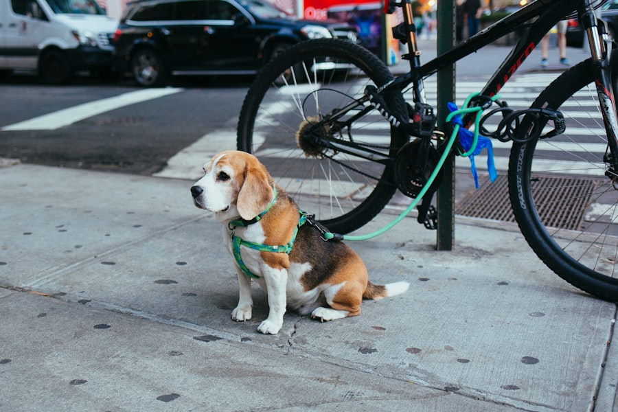 dog harness